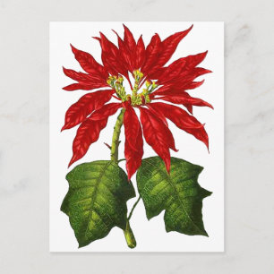 Botanische Poinsettia Postkarte