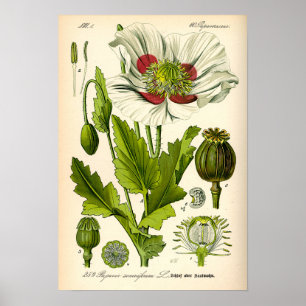 Botanische Poppy-Illustration Poster