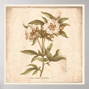 Botanische Poster-Cistus, Rock-Rose Poster