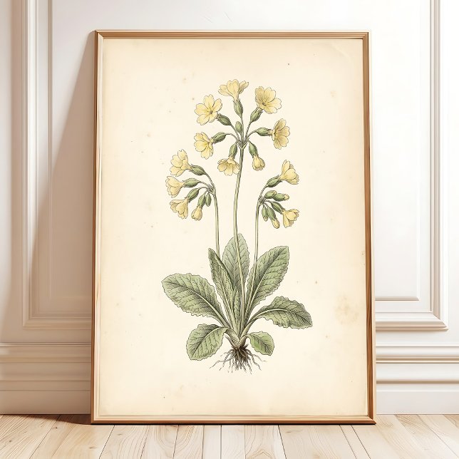 Botanische Primel Cottagecore Wandkunst Poster (Von Creator hochgeladen)