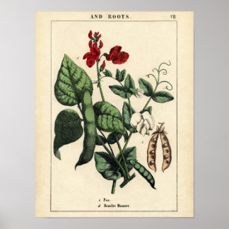 Botanische Print - Pea & Scarlet Runner Bean Poster