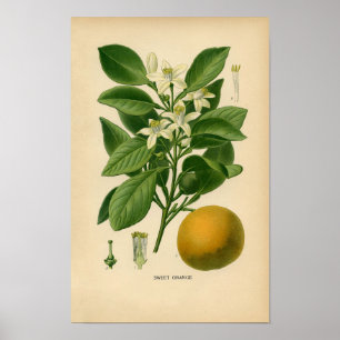 Botanische Print - Sweet Orange Poster