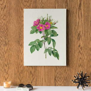 Botanische Printwerbung für antikes Wasser Poster