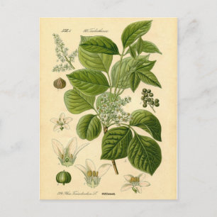 Botanische Printwerbung - Giftgifte (Toxicodendron Postkarte