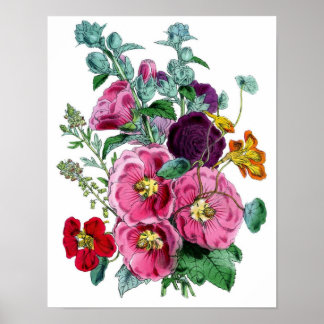 Botanische Printwerbung - Hollyhocks & Rose Poster