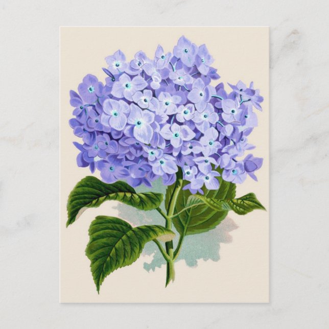 Botanische Printwerbung - Hydrangea Postkarte (Vorderseite)