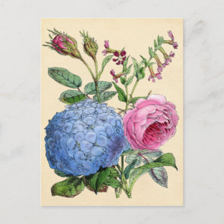 Botanische Printwerbung - Hydrangea & Rose Postkarte