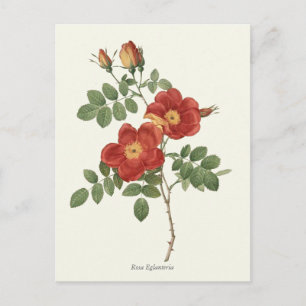 Botanische Printwerbung in Vintagem Rot und Gelb R Postkarte