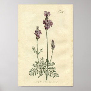 Botanische Printwerbung - Lavendel Poster