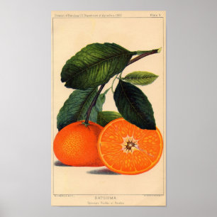 Botanische Printwerbung - Satsuma Poster