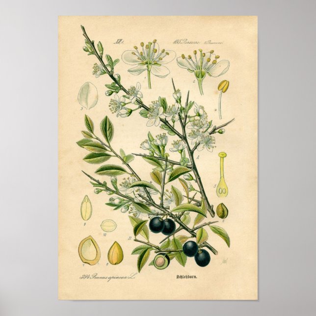 Botanische Printwerbung - Sloe (Prunus spinosa) Poster (Vorne)