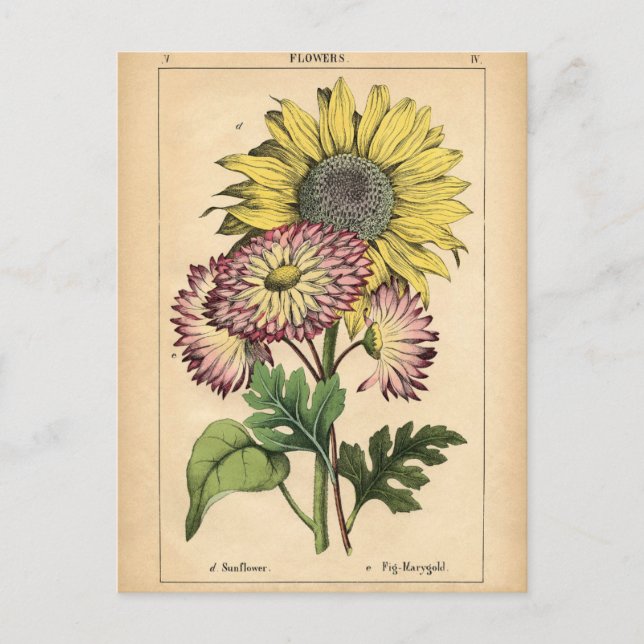 Botanische Printwerbung - Sonnenblumen und Marigol Postkarte (Vorderseite)