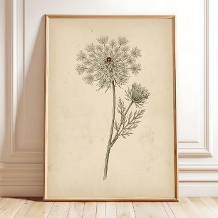 Botanische Queen Anne's Lace Druckkunst Poster