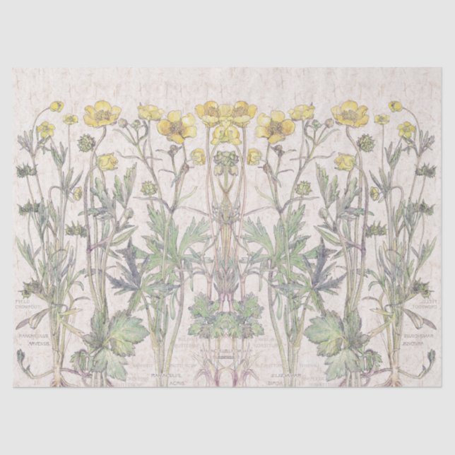 Botanische Ranunculus-Blumen-Blumenseidenpapier Seidenpapier (Vorderseite)