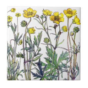 Botanische Ranunculus-Wildblume-Blumen-Fliese Fliese