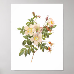 Botanische Rosa Clinophylla Redoute Poster