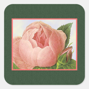 Botanische rosa Kohlrose Aufkleber