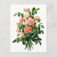 Botanische rosa Pfingstrose Bokeh