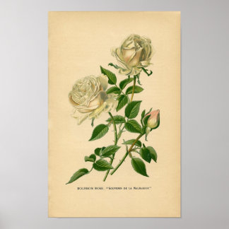 Botanische Rose - Bourbon Poster