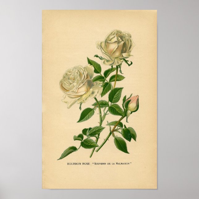 Botanische Rose - Bourbon Poster (Vorne)