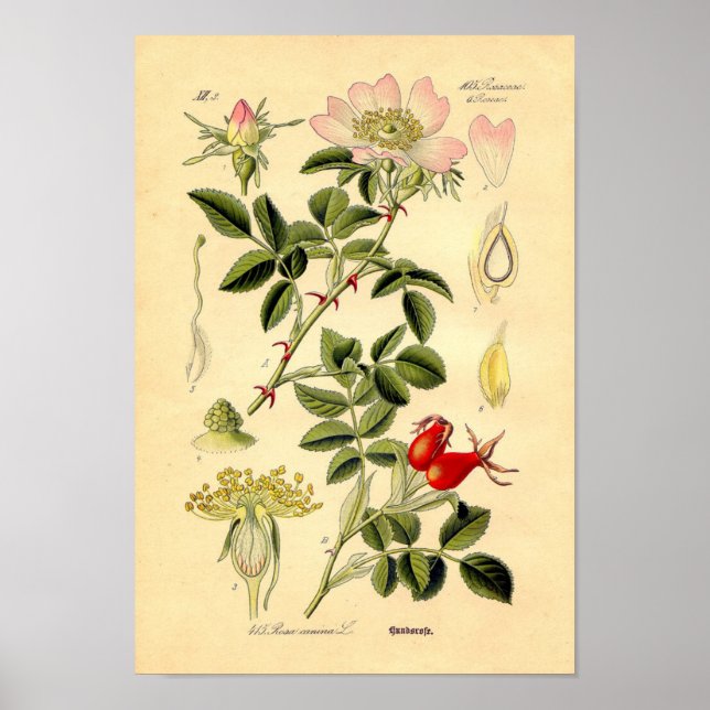 Botanische Rose - Hunde (Rosa Canina) Poster (Vorne)