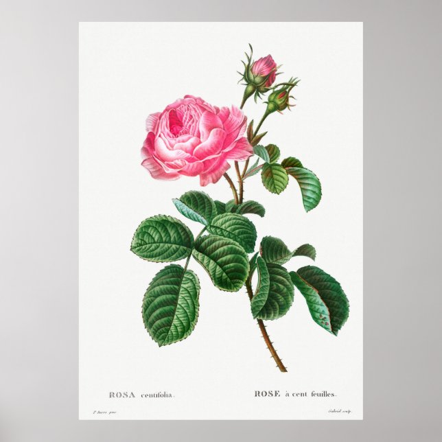 Botanische Rose Poster (Vorne)