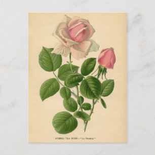 Botanische Rose - Tee Postkarte