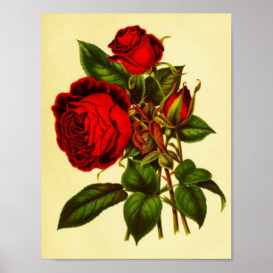 Botanische Rote Rose Poster