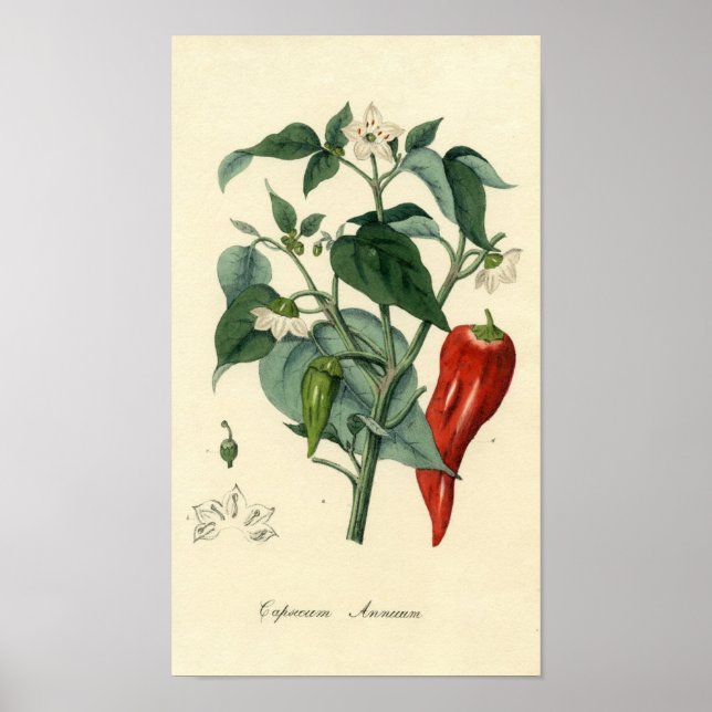 Botanische Schrift - Chili - Capsicum jährlich Poster (Vorne)