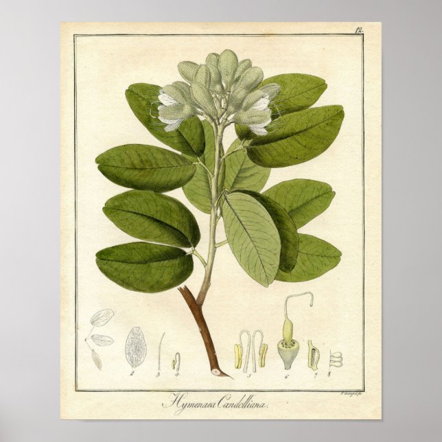 Botanische Schrift - Legume hymenaea candolliana Poster (Vorne)