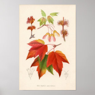 Botanische Schrift - Roter Ahorn (Acer rubrum) Poster