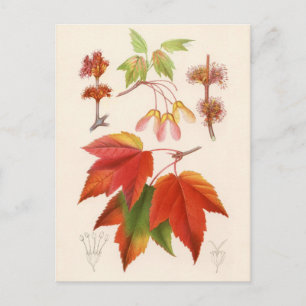 Botanische Schrift - Roter Ahorn (Acer rubrum) Postkarte