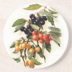 Botanische Schrift Sandstein Untersetzer
