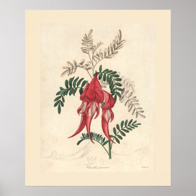 Botanische Schrift "Sturts Desert Pea" Poster (Vorne)