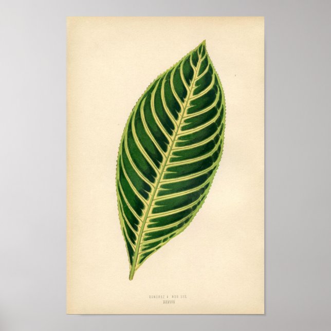 Botanische Schrift - Tropisches Leaf Poster (Vorne)
