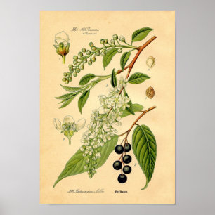 Botanische Schrift - Vogelkirsche (Padus avium) Poster