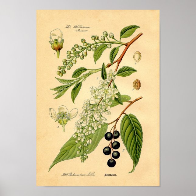 Botanische Schrift - Vogelkirsche (Padus avium) Poster (Vorne)