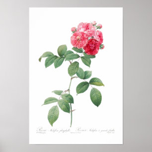 BOTANISCHE "SIEBEN SISTERS ROSE" REDOUTÉ POSTER