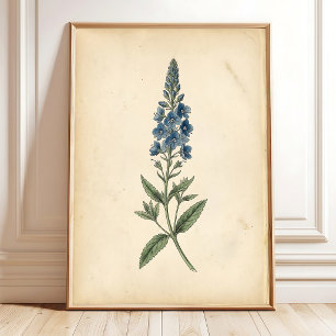 Botanische Speedwell-Vintage-Wandkunst Poster