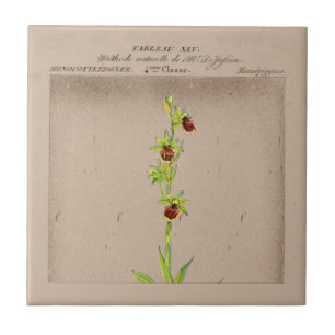 Botanische Spinne Orchid Keramik Tile Fliese