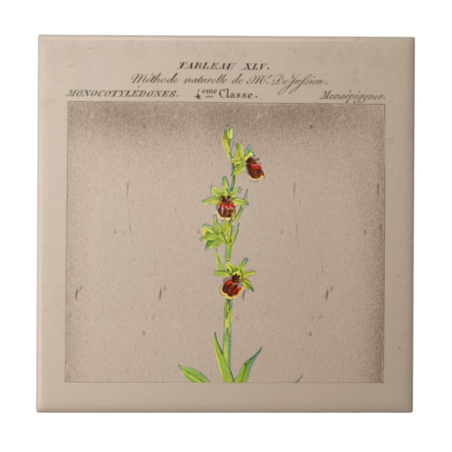 Botanische Spinne Orchid Keramik Tile Fliese (Vorderseite)