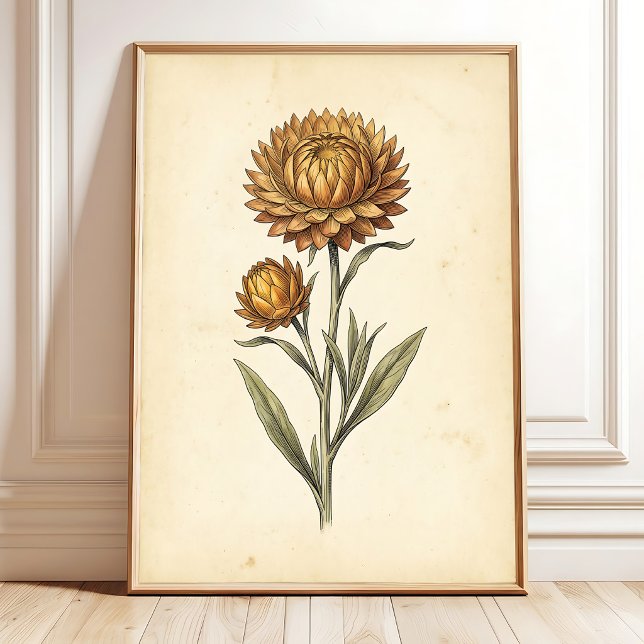 Botanische Strohblumen-Wandkunst Poster (Von Creator hochgeladen)