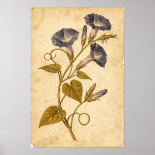 Botanische Studie der Prunkwinde auf Elfenbein Poster