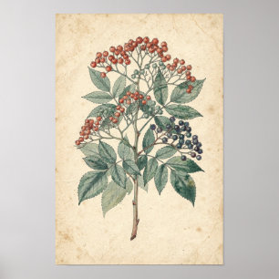 Botanische Studie eines Holunderzweigs Poster