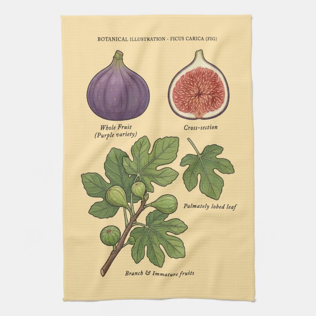 Botanische Tafel Feige Ficus Carica  Geschirrtuch (Vertikal)