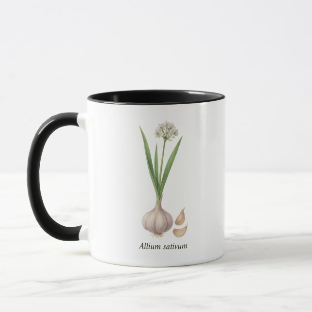 Botanische Tasse Allium sativum (Links)