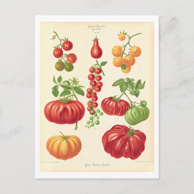 Botanische Tomatensammlung aus Saatkatalog Postkarte (Vorderseite)