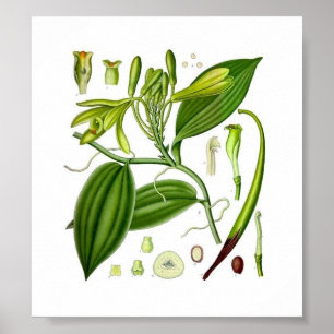 Botanische Vanilla Poster