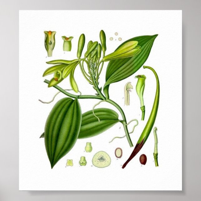 Botanische Vanilla Poster (Vorne)