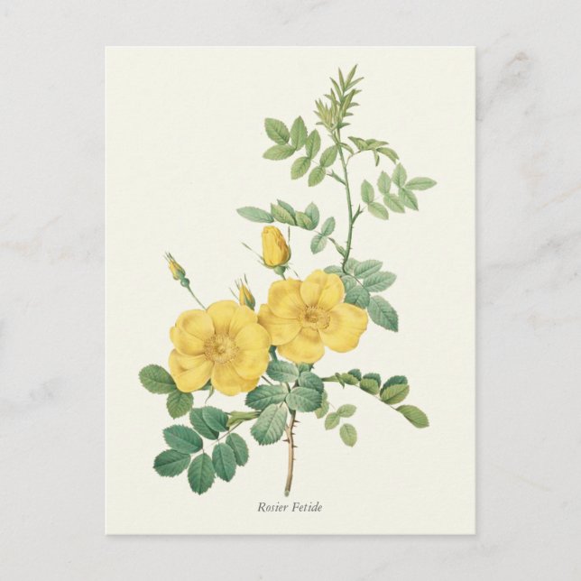 Botanische Vintag-Gelb-Rose-Printwerbung Postkarte (Vorderseite)